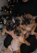 Puppies for sale french bulldog, french bulldog - USA, Nevada