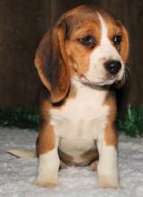 Puppies for sale beagle - Ireland, Bray