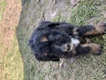 Puppies for sale , bernedoodle - Sweden, Esbjerg