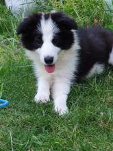 Puppies for sale border collie - Poland, Bielsko-Biala. Price 10 €