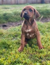 Puppies for sale rhodesian ridgeback - Ireland, Cork. Price 155 €