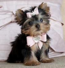 Puppies for sale yorkshire terrier - Canada, Ontario, Toronto