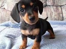 Puppies for sale dachshund - Finland, Lapperanta