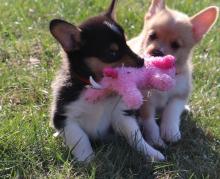 Puppies for sale , pembroke welsh corgi - Netherlands, The Hague