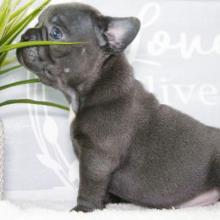 Puppies for sale french bulldog - United Kingdom, Oxford