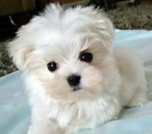 Puppies for sale maltese - Italy, Leche