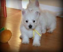 Puppies for sale west highland white terrier - Estonia, Sillamyae. Price 10 €