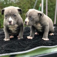 Puppies for sale american pit-bull terrier - Ireland, Dublin