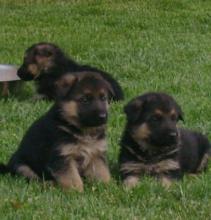 Puppies for sale german shepherd dog - Cyprus, Ayia Napa. Price 11 €