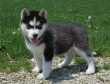 Puppies for sale haski, blue eyes siberian husky puppies - Lithuania, Vilnius