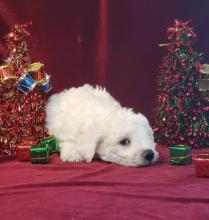 Puppies for sale bichon - Germany, Yen. Price 12 $