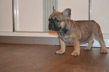 Puppies for sale french bulldog - Poland, Bialystok