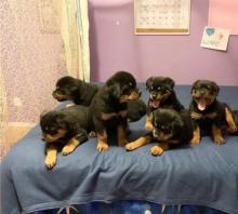 Puppies for sale rottweiler - Netherlands, Maastricht. Price 10 €