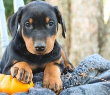 Puppies for sale doberman - Netherlands, Maastricht