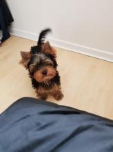 Puppies for sale yorkshire terrier - Poland, Radom