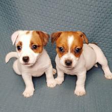 Puppies for sale jack russell terrier - Hungary, Budapest