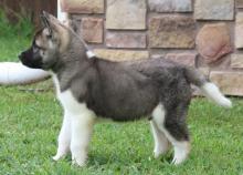 Puppies for sale akita - Ireland, BELFAST