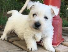 Puppies for sale west highland white terrier - Netherlands, Utrecht