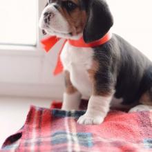 Puppies for sale beagle - Ireland, Dublin