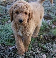 Puppies for sale poodle - Italy, Ravenna