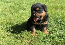 Puppies for sale rottweiler - Romania, Bucharest. Price 160 €