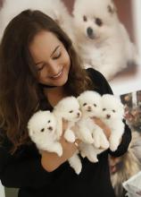 Puppies for sale pomeranian spitz, pomeranian - United Kingdom, Southport