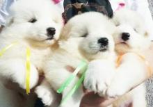 Puppies for sale samoyed dog (samoyed) - United Kingdom, Blackburn