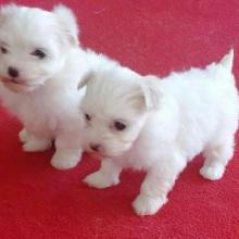 Puppies for sale maltese - Spain, Barcelona