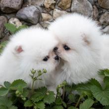 Puppies for sale pomeranian spitz - United Kingdom, Esek