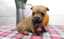 Puppies for sale other breed, cain terrier - Ireland, Cork. Price 155 €