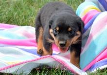 Puppies for sale rottweiler - Germany, Hannover