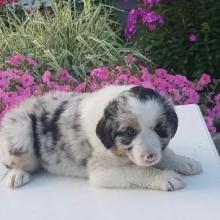 Puppies for sale australian shepherd - Sweden, Malmo