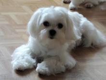 Puppies for sale maltese - Germany, Suhl