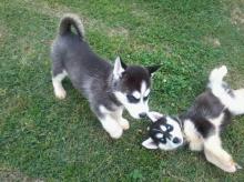 Puppies for sale haski - Netherlands, . Price 10 €