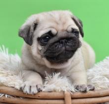 Puppies for sale pug - Ukraine, Exactly