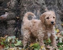 Puppies for sale poodle - USA, Minnesota