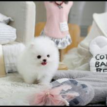 Puppies for sale pomeranian spitz - Ukraine, Donetsk