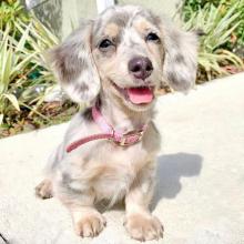 Puppies for sale dachshund - Ireland, Dublin