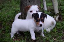 Puppies for sale jack russell terrier - Malta, Valletta. Price 10 €