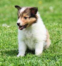 Puppies for sale sheltie (shetland sheepdog) - Sweden, Malmo. Price 11 €