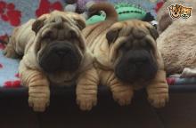 Puppies for sale shar pei - Poland, Chorzow. Price 11 €