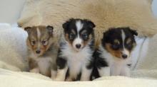 Puppies for sale sheltie (shetland sheepdog) - Luxembourg, Luxembourg. Price 10 €