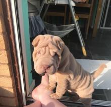 Puppies for sale shar pei - Canada, Prince Edward Island