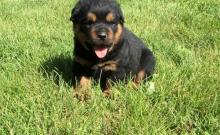 Puppies for sale rottweiler - Netherlands, Eindhoven. Price 155 €