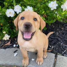 Puppies for sale labrador - Sweden, Goteborg