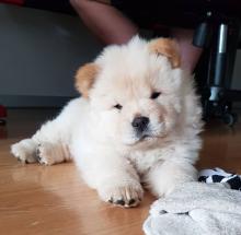 Puppies for sale chow chow - Ireland, Longford