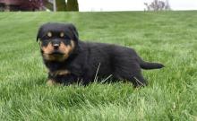 Puppies for sale rottweiler - Greece, Larissa. Price 155 €