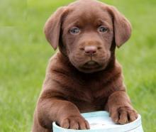 Puppies for sale labrador - Denmark, Aalborg. Price 11 €