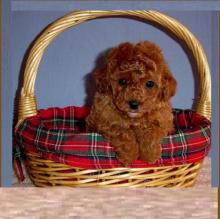 Puppies for sale toy-poodle - Finland, Helsinki. Price 50 €