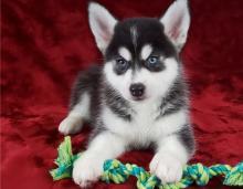 Puppies for sale other breed, pomsky puppies - Italy, Milan